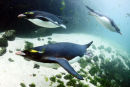 PENGUIN DIVING 9